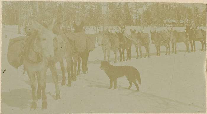donkeys loaded with supplies, a dog guards them on the right
