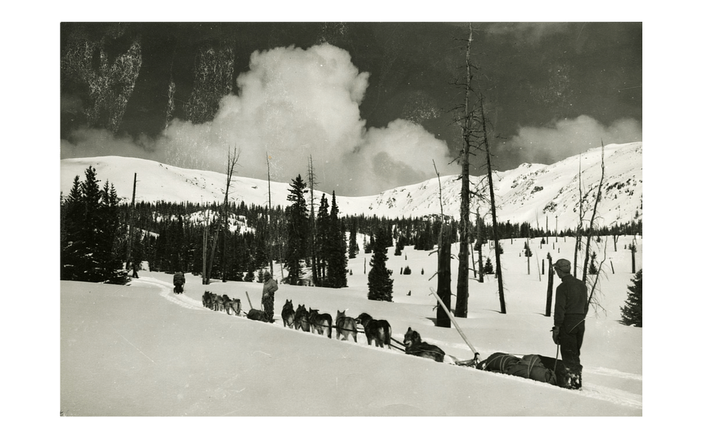 Dog sled team bringing supplies on a sled